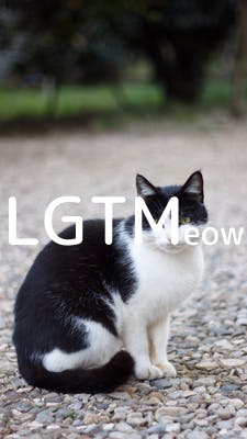 lgtm-cat-image